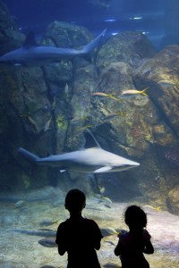 aquarium (shark)